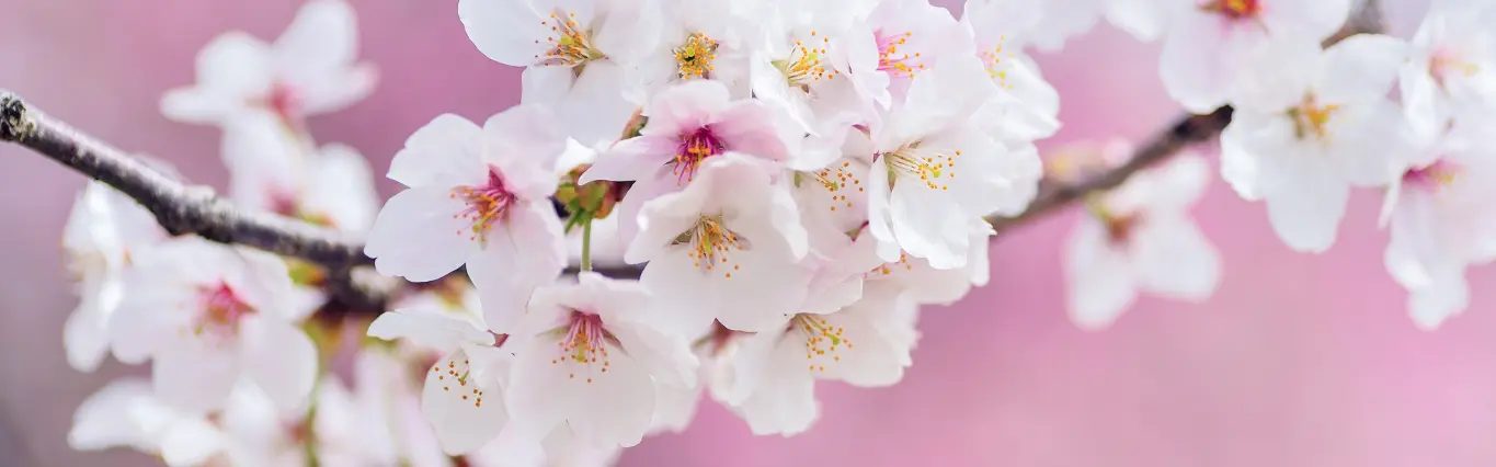 Goldixa: rivenditori orologi Tissot, Seiko, gioielli e migliori marchi